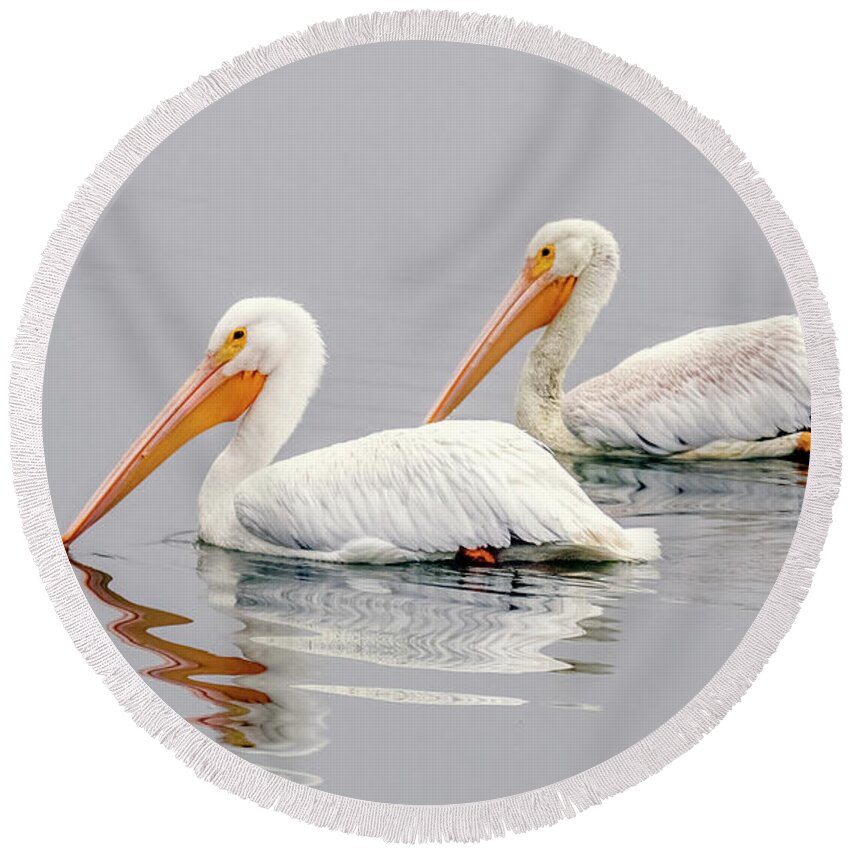 American White Pelicans Round Beach Towel featuring the photograph American White Pelican 8551-120522-2 by Tam Ryan