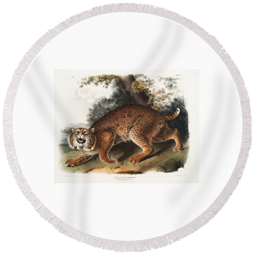 American Wildcat Round Beach Towel featuring the mixed media American Wildcat, Lynx. John Woodhouse Audubon by World Art Collective