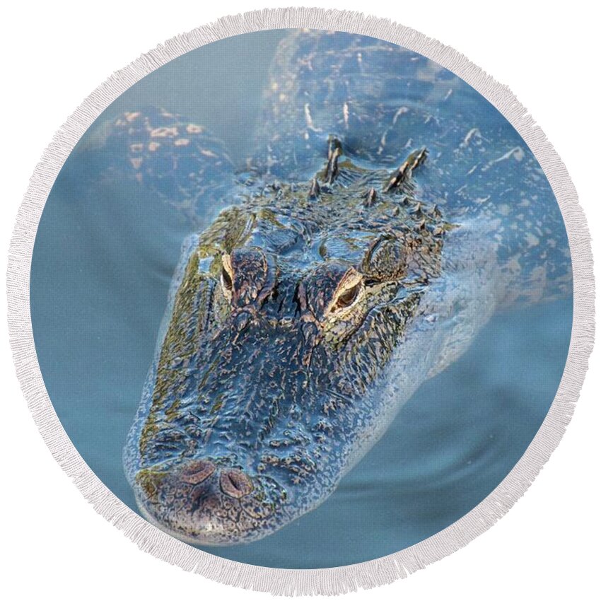  Alligator Round Beach Towel featuring the photograph An Alligator With A Reflection In it's Eye by Philip And Robbie Bracco