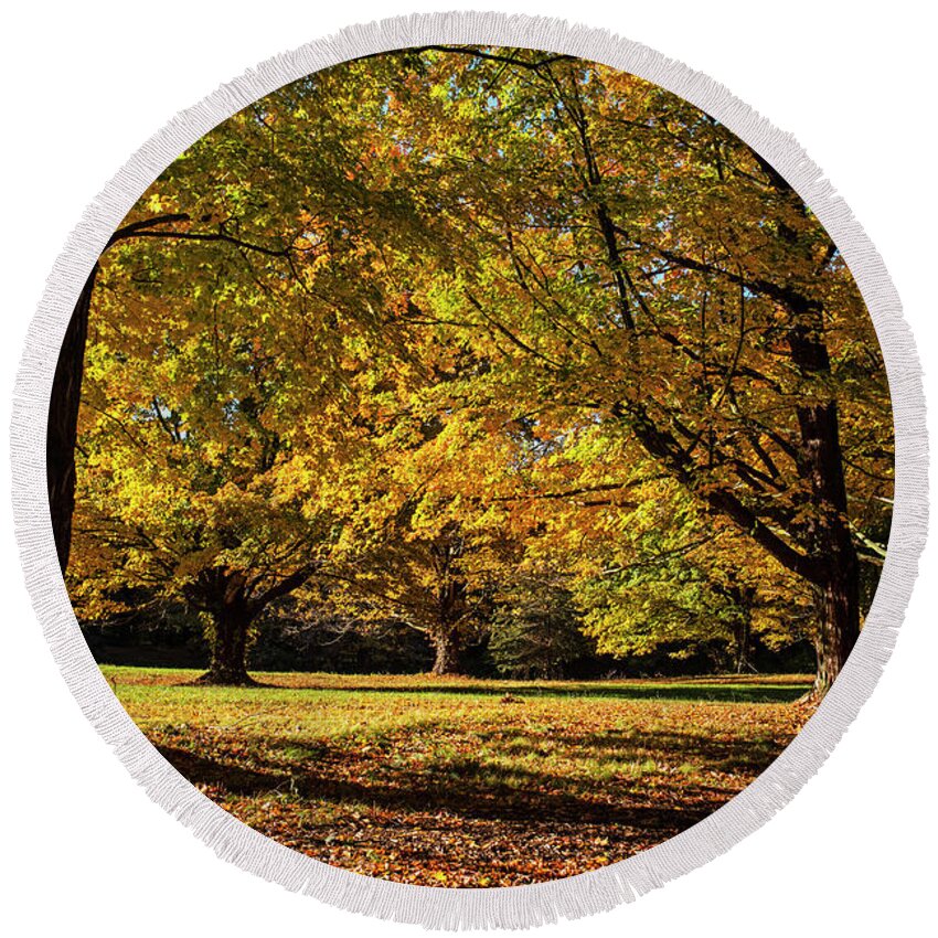 Hamilton Round Beach Towel featuring the photograph An explosion of Fall in Hamilton Massachusetts Yellow trees by Toby McGuire