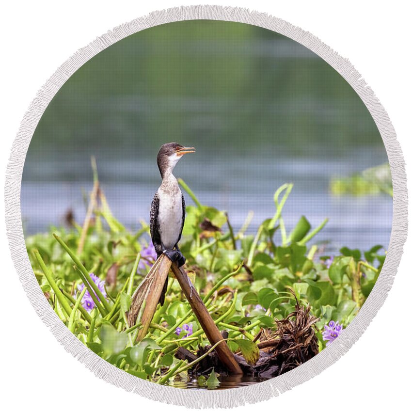 Bird Round Beach Towel featuring the photograph An immature long-tailed cormorant, microcarbo africanus, perched on the banks of Lake Edward, Uganda, and surrounded by water hyacinth by Jane Rix