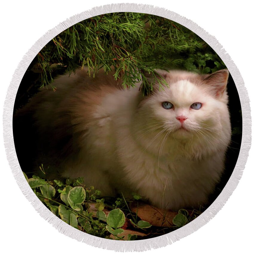 Cat Round Beach Towel featuring the photograph Animal - Cat - Hidden comfort by Mike Savad