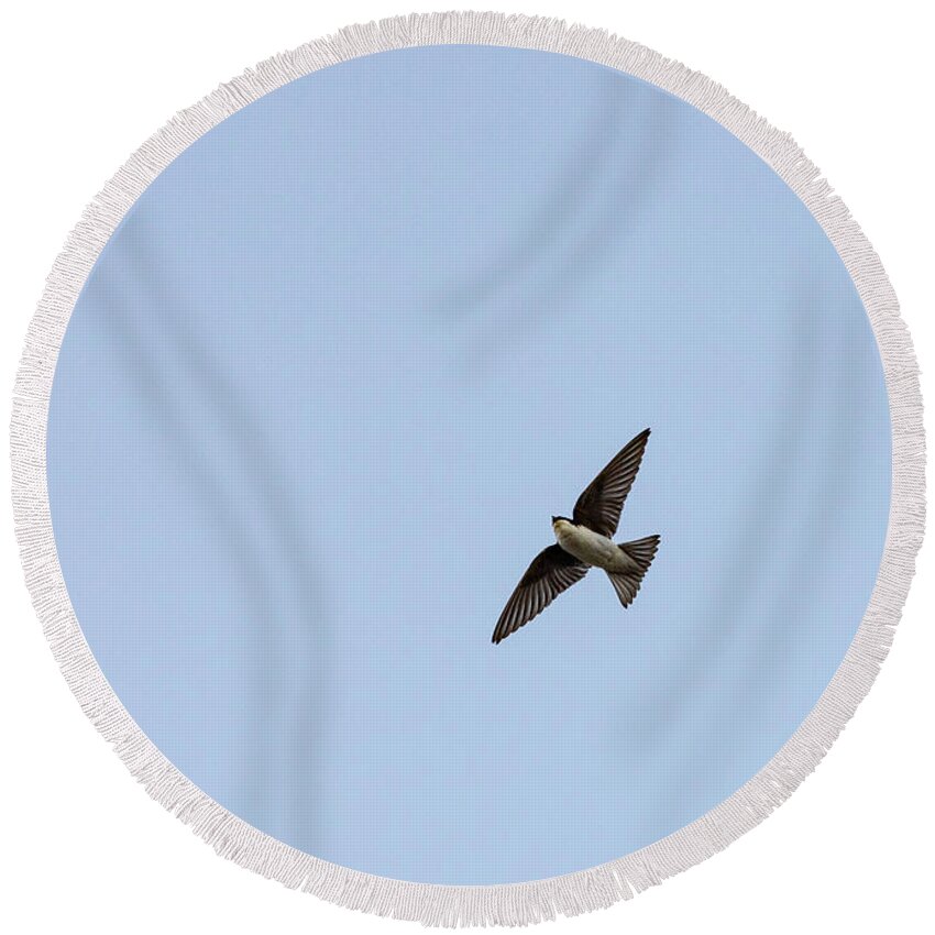Sky Round Beach Towel featuring the photograph Animals - Bird in Flight by Amelia Pearn