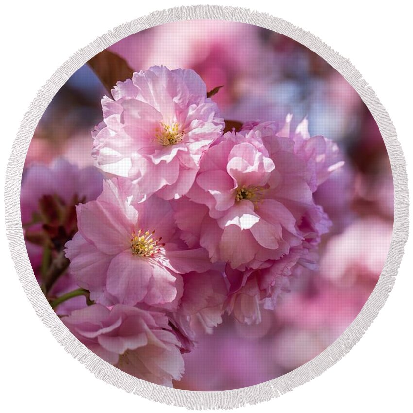 April Cherry Blossoms Round Beach Towel featuring the photograph April cherry blossoms by Lynn Hopwood