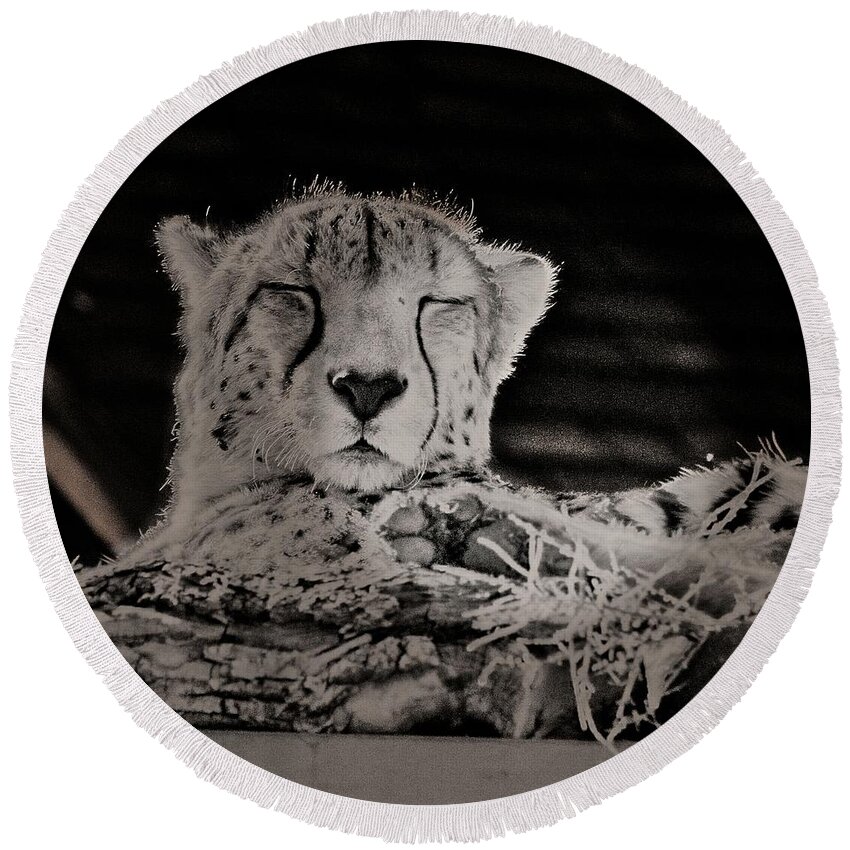 Colorado Round Beach Towel featuring the photograph Cheetah Snoozing In The Sun by Loren Gilbert