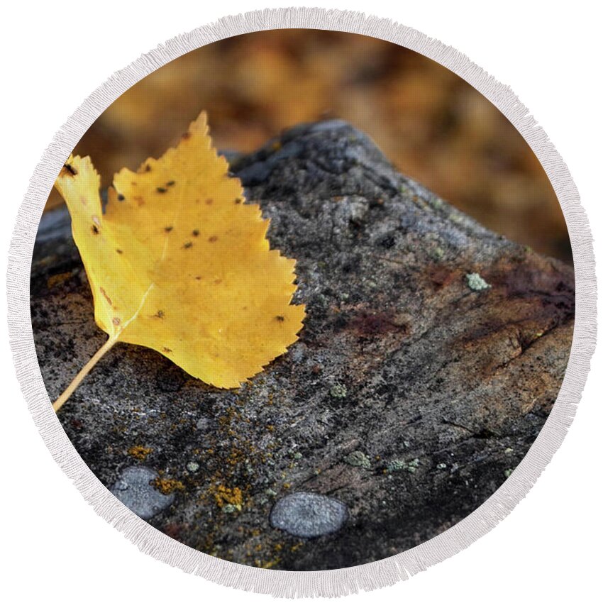Yellow Round Beach Towel featuring the photograph Aspen Leaf on Rock by Kimberly Blom-Roemer
