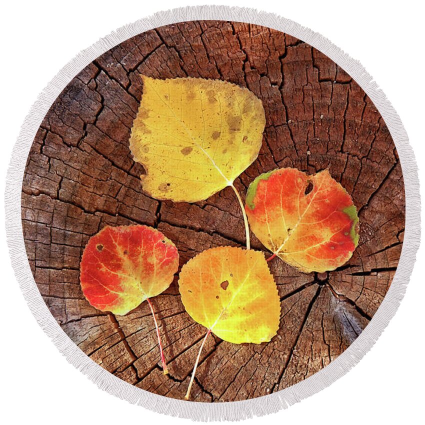 Colorado Round Beach Towel featuring the photograph Aspen leaves on a log by Bob Falcone