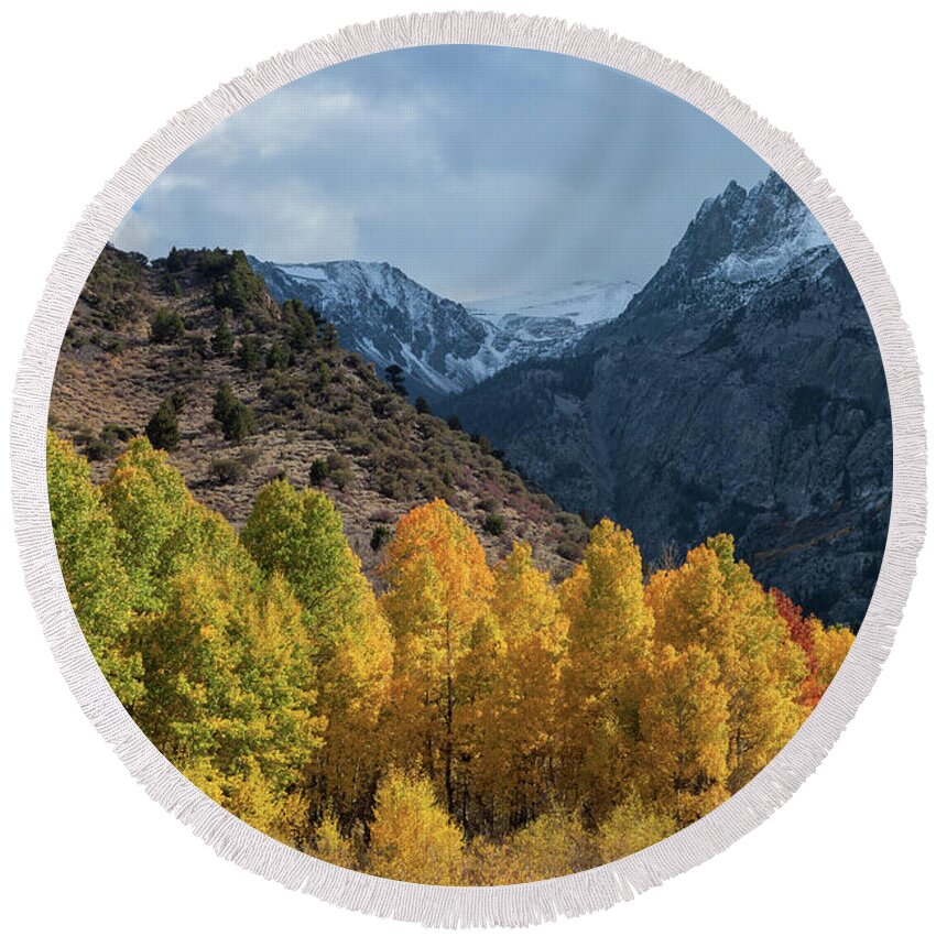 Trees Round Beach Towel featuring the photograph Aspen Trees In Autumn by Jonathan Nguyen