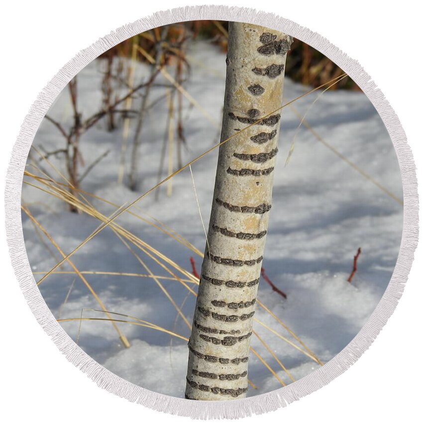 Winter Round Beach Towel featuring the photograph Aspen trunk by Nicola Finch