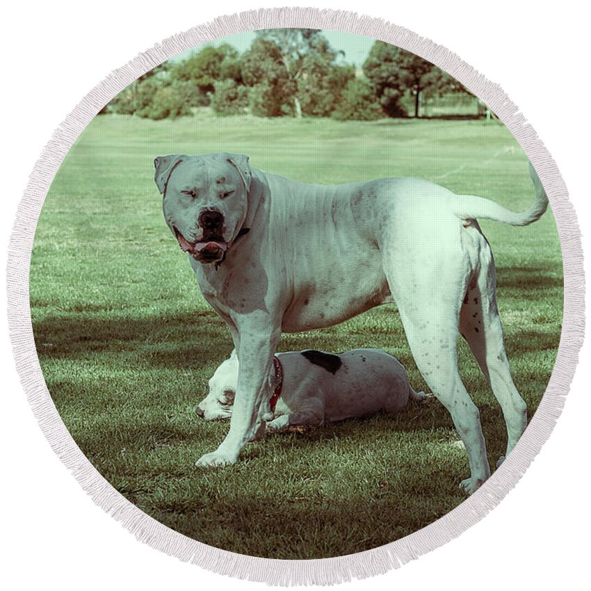 Bull Terrier Round Beach Towel featuring the photograph At the Dog Park by Elaine Teague
