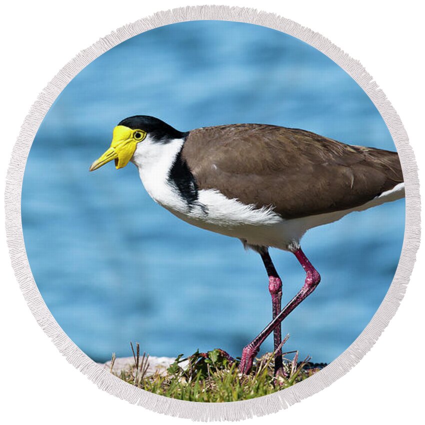 Australian Plover Round Beach Towel featuring the digital art Australian plover 893 by Kevin Chippindall