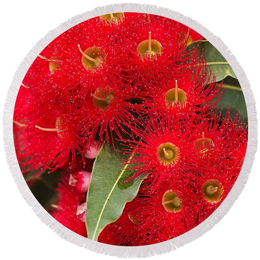 Corymbia Ficifolia Round Beach Towel featuring the photograph Australian Red Eucalyptus Flowers by Joy Watson