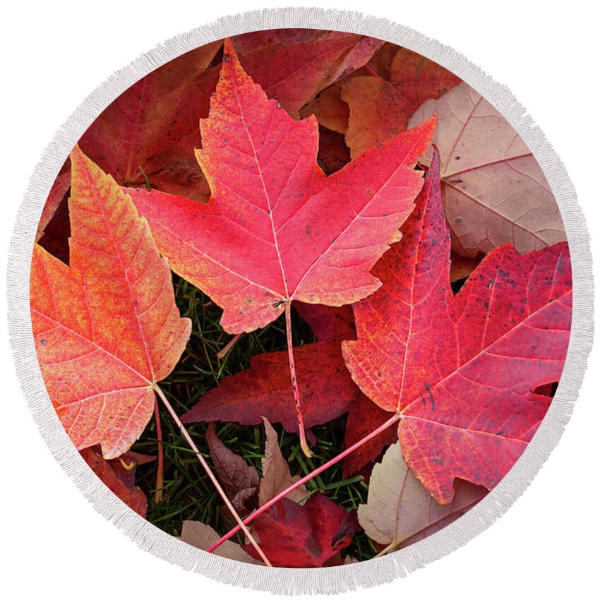 Nature Round Beach Towel featuring the digital art Autumn / Fall leaves Painting by Rick Deacon