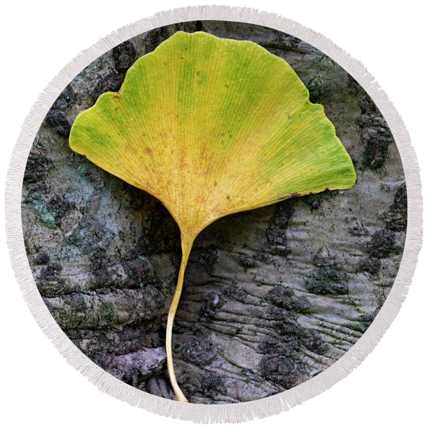 Autumn Round Beach Towel featuring the photograph Autumn Gold Ginko Leaf by Gary Slawsky