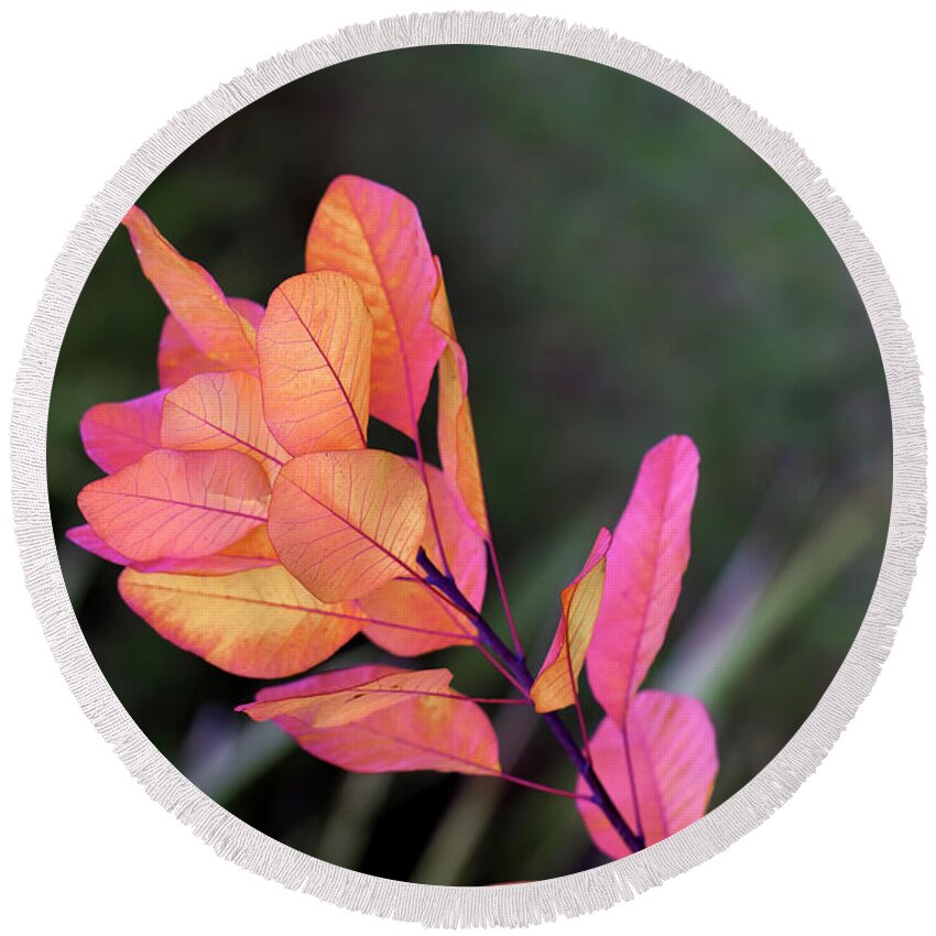 Pink Round Beach Towel featuring the photograph Autumn is Pink by Elaine Teague