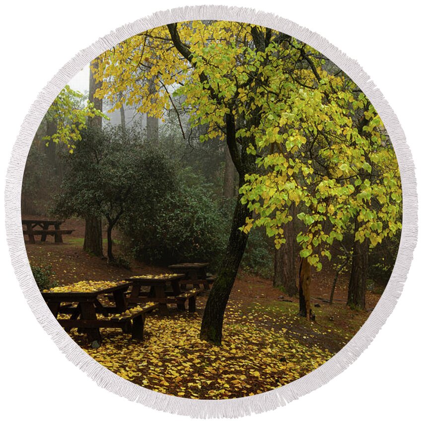 Autumn Round Beach Towel featuring the photograph Autumn landscape with trees and yellow leaves on the ground after rain by Michalakis Ppalis