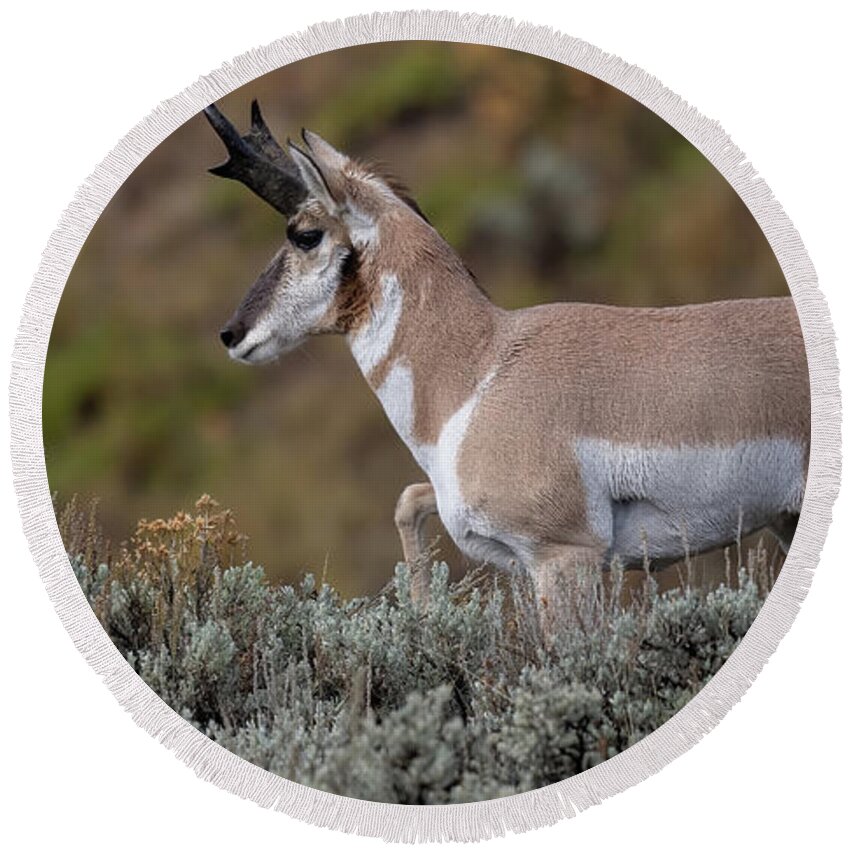 Pronghorn Round Beach Towel featuring the photograph Autumn Pronghorn. by Paul Martin