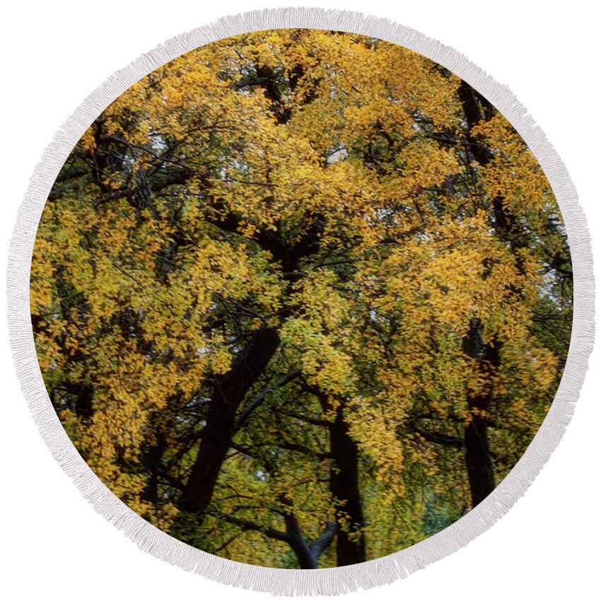 Trees Round Beach Towel featuring the photograph Autumn Tree by Joan Bertucci