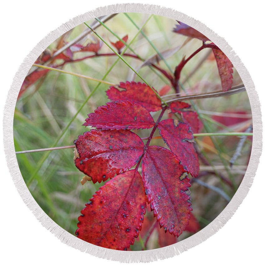 Red Round Beach Towel featuring the photograph Autumn Wild Rose Leaves by Karen Rispin