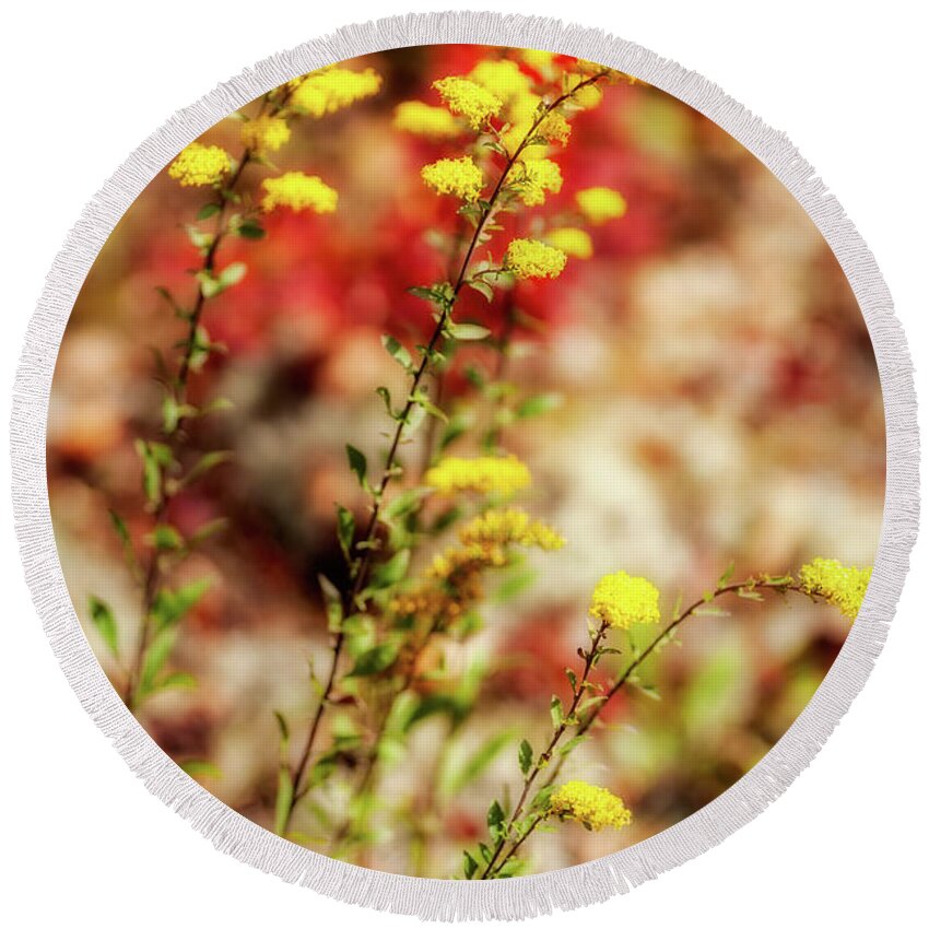 Fall Round Beach Towel featuring the photograph Autumn Yellow Flowers by Dan Carmichael
