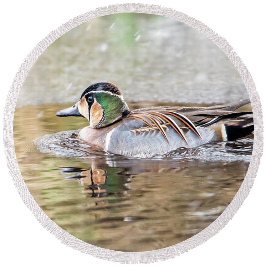 Baikal Teal Round Beach Towel featuring the photograph Baikal Teal, a beautiful and rare visitor in Sweden by Torbjorn Swenelius