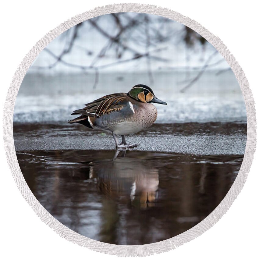 Baikal Teal Round Beach Towel featuring the photograph Baikal Teal a rare visitor in Sweden by Torbjorn Swenelius
