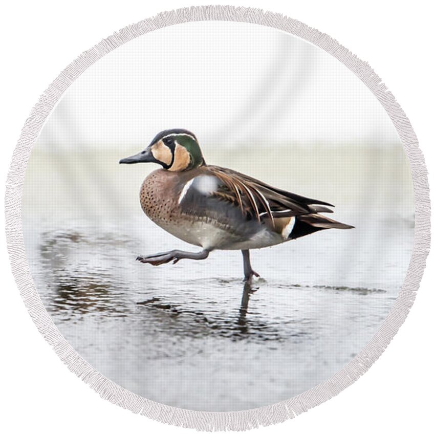Baikal Teal Round Beach Towel featuring the photograph Baikal Teal, the beautiful and rare visitor in Sweden, walks wit by Torbjorn Swenelius