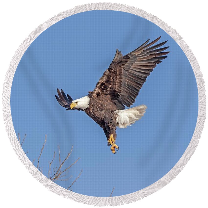 American Bald Eagle Round Beach Towel featuring the photograph Bald Eagle 2019-16 by Thomas Young