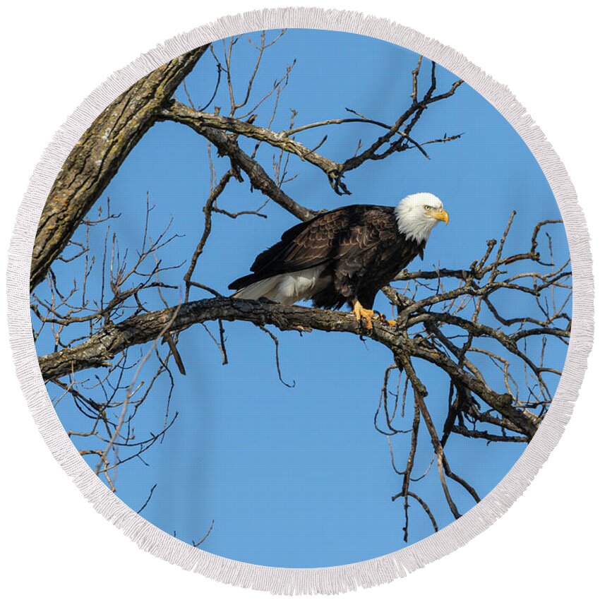 American Bald Eagle Round Beach Towel featuring the photograph Bald Eagle 2019-21 by Thomas Young