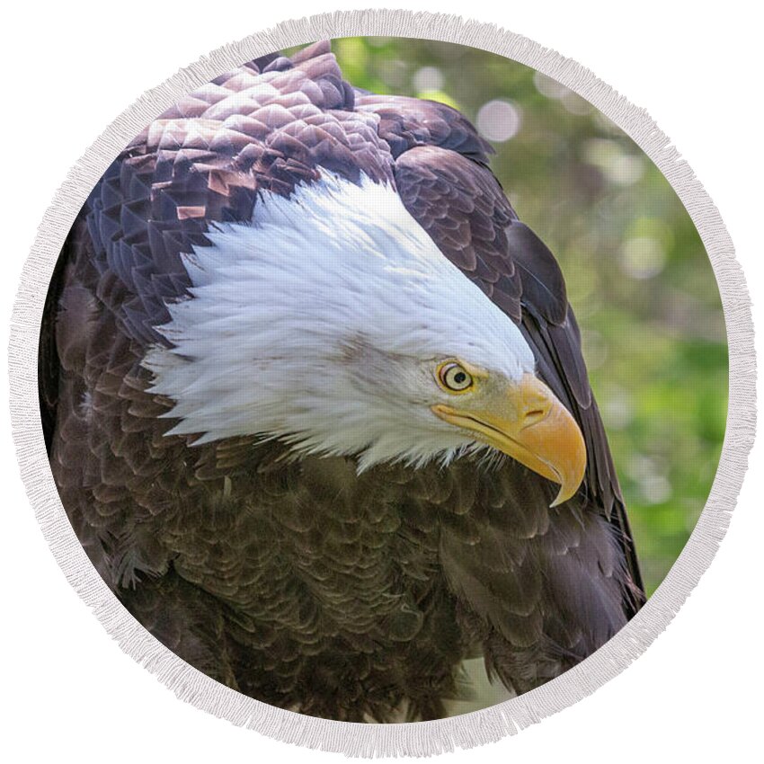 Bald Eagle Round Beach Towel featuring the photograph Bald Eagle Face Mask by Dawn Key