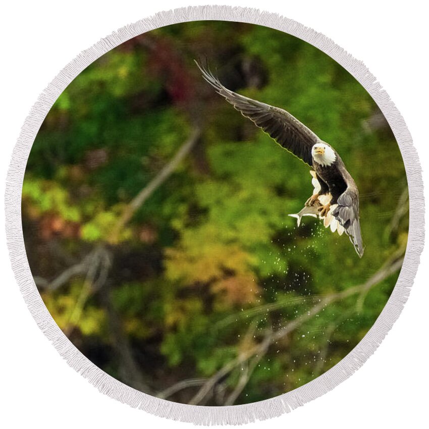 10/19/2019 Round Beach Towel featuring the photograph Bald Eagle Fishing Success by Jeff at JSJ Photography