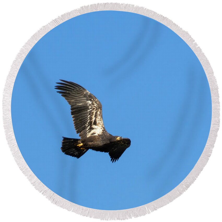 Bald Eagle Round Beach Towel featuring the photograph Bald Eagle Fledgling Soaring by Steven Krull