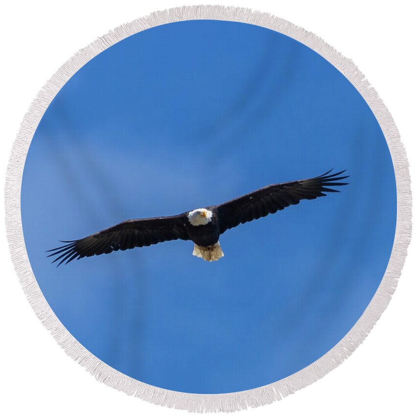 Bald Eagle Round Beach Towel featuring the photograph Bald Eagle in Majestic Flight by Steven Krull