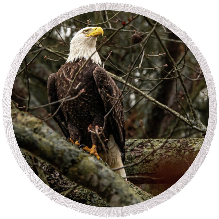 Bird Round Beach Towel featuring the photograph Bald Eagle perched by Jamie Tyler