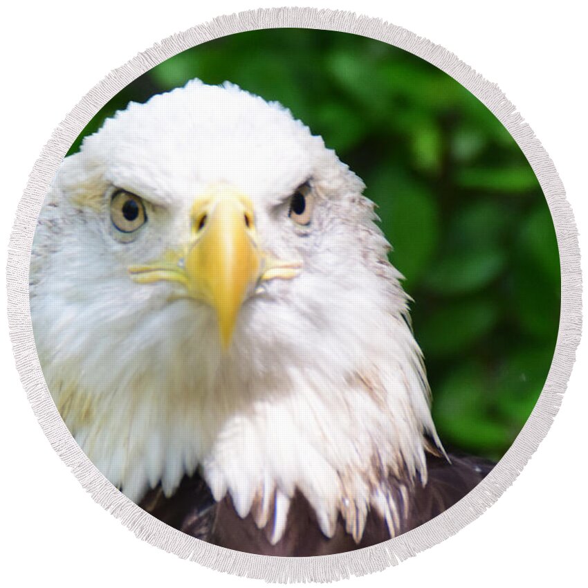 Bird Round Beach Towel featuring the photograph Bald Eagle Stare by Ed Stokes