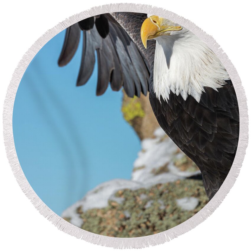 Bald Eagle Round Beach Towel featuring the photograph Bald Eagle Stretch by Phillip Rubino