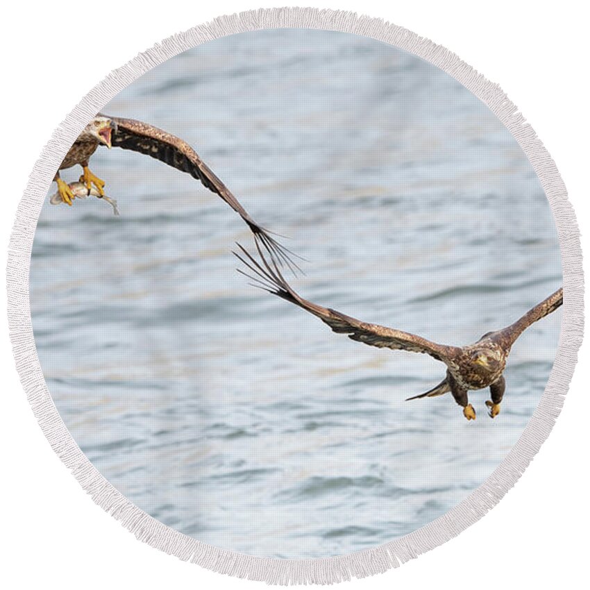 Wildlife Round Beach Towel featuring the photograph Bald Eagles Fight For Fish by Rehna George