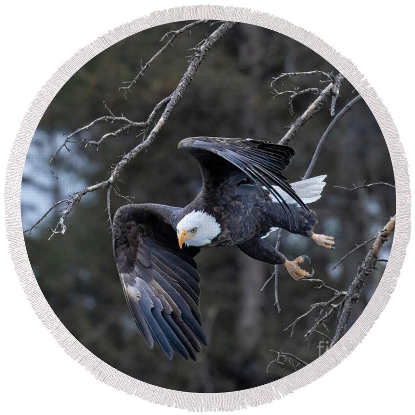 Bald Eagle Round Beach Towel featuring the photograph Bald Eagles with Folded Wings by Steven Krull
