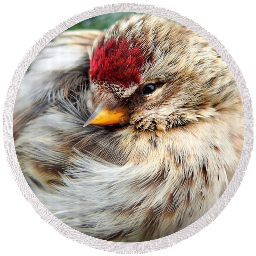 Bird Round Beach Towel featuring the photograph Ball of Feathers by Christina Rollo