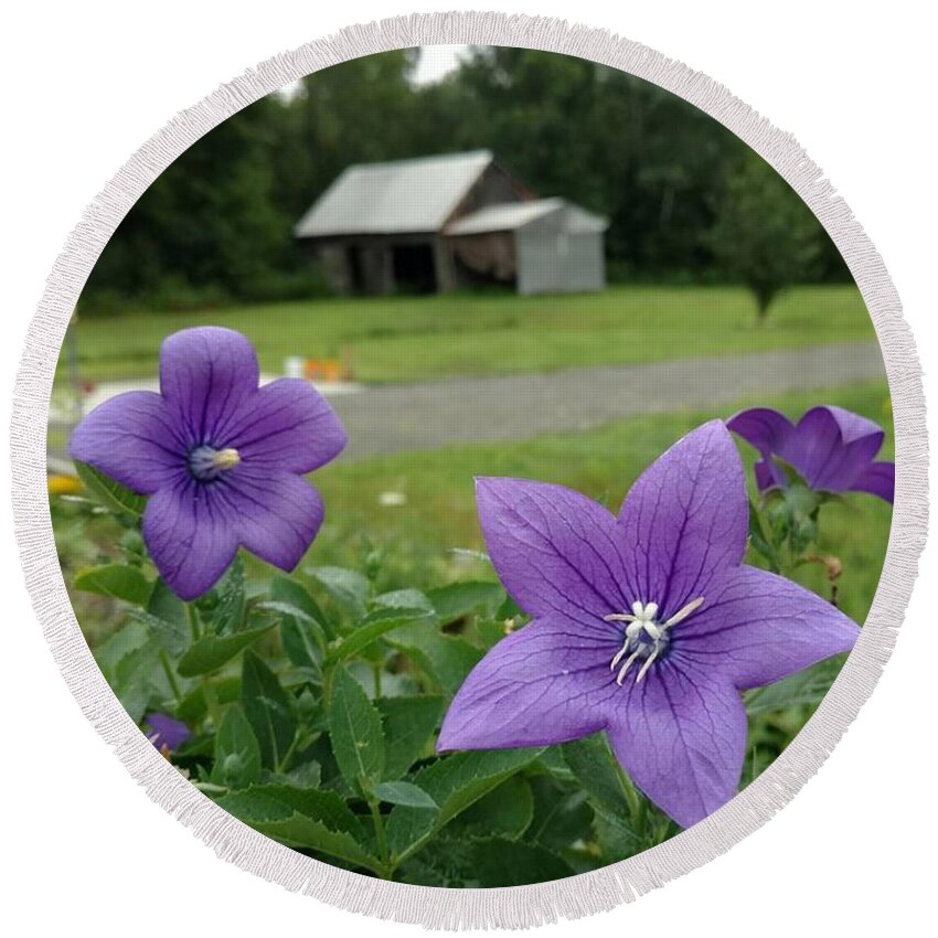 Balloon Flower Round Beach Towel featuring the photograph Balloon Flowers and Barn by Vicki Noble