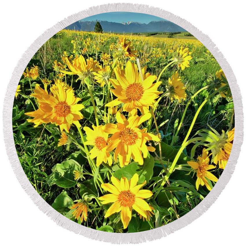 Sunflower Round Beach Towel featuring the photograph Balsam root sunflower by Thomas Nay