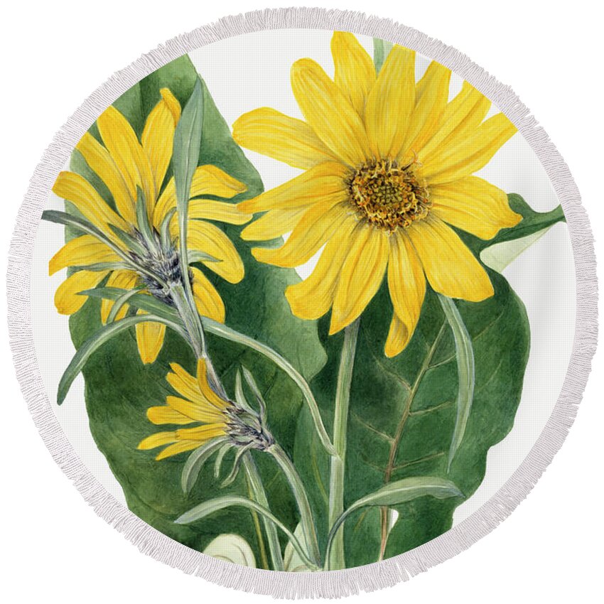Balsamroot Round Beach Towel featuring the painting Balsamroot. By Mary Vaux Walcott by World Art Collective