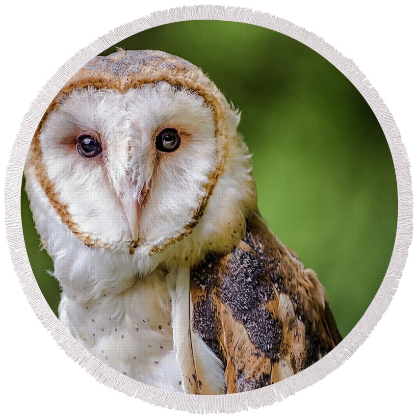 Raptors Owl Hawk Round Beach Towel featuring the photograph Barn owl eyes by Robert Miller