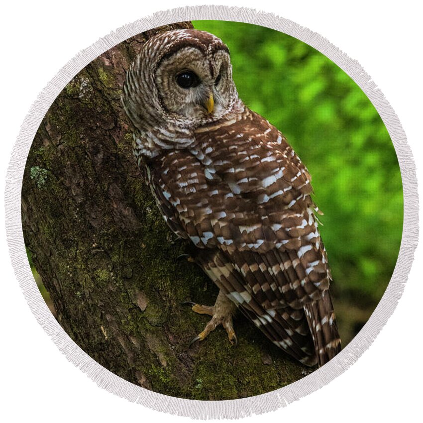 Great Smoky Mountains National Park Round Beach Towel featuring the photograph Barred Owl 2 by Melissa Southern