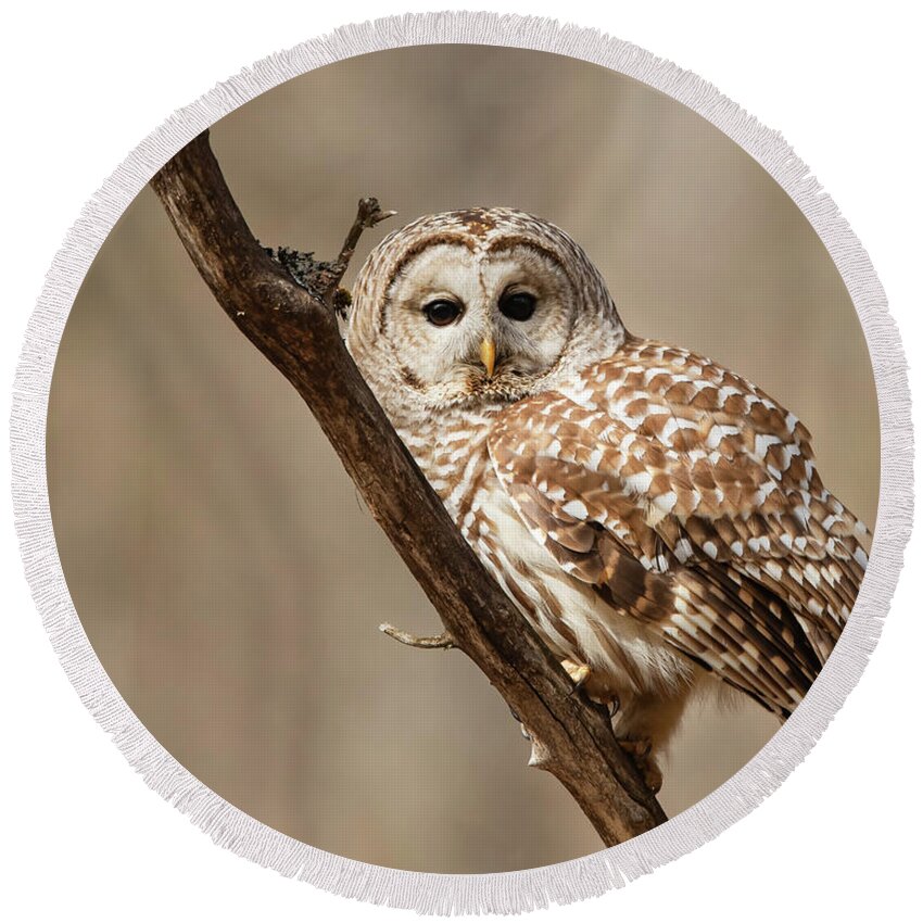 Barred Owl Round Beach Towel featuring the photograph Barred Owl by CR Courson