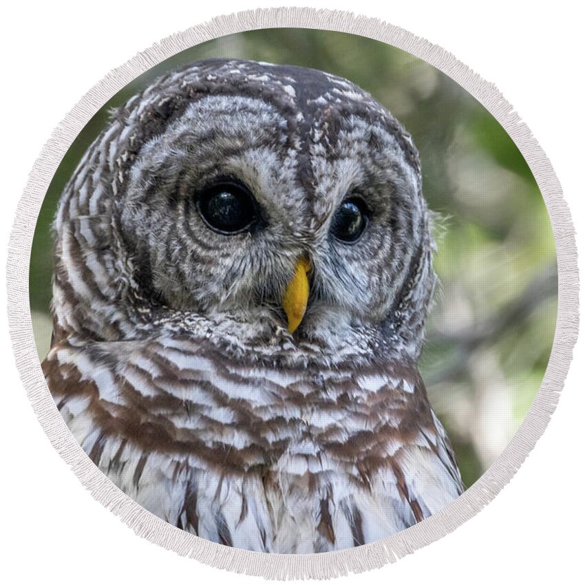 Owl. Barred Owl Round Beach Towel featuring the photograph Barred Owl Eyes by Tom Claud
