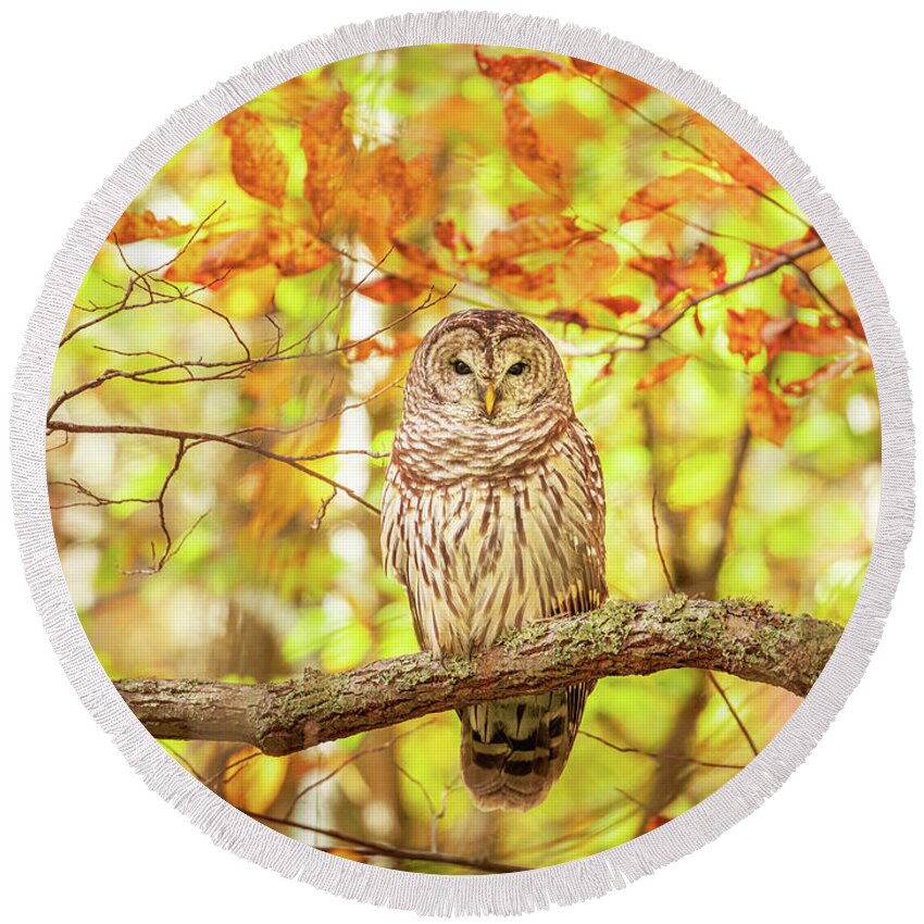 Barred Owl Round Beach Towel featuring the photograph Barred Owl In Autumn Natchez Trace MS by Jordan Hill