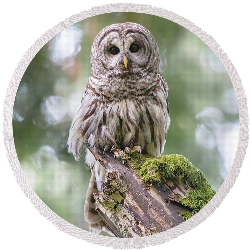 Barred Owl Round Beach Towel featuring the photograph Barred Owl Stare by Michael Rauwolf