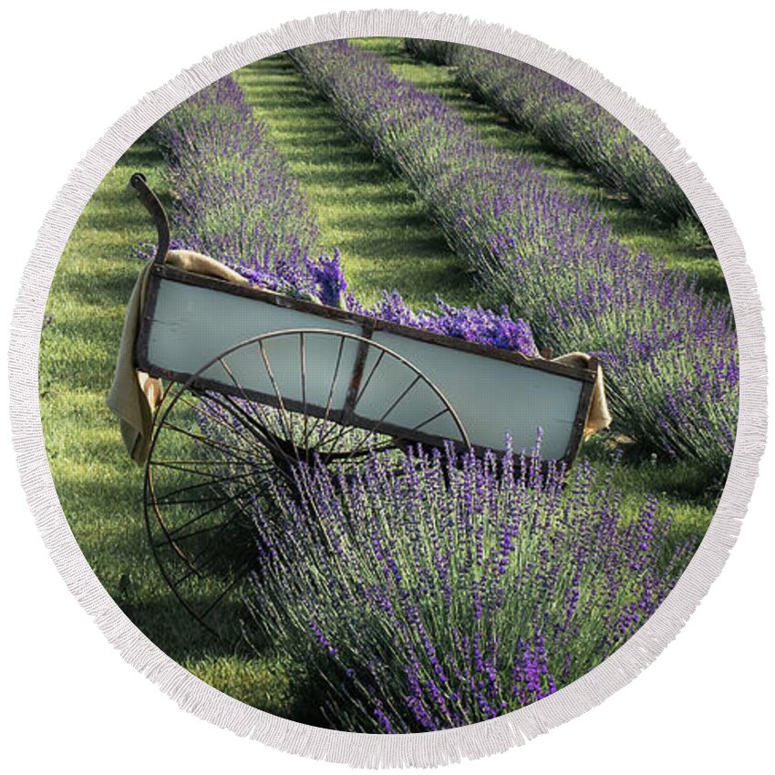 Lavender Round Beach Towel featuring the photograph Barrel of Lavender by Sylvia Goldkranz
