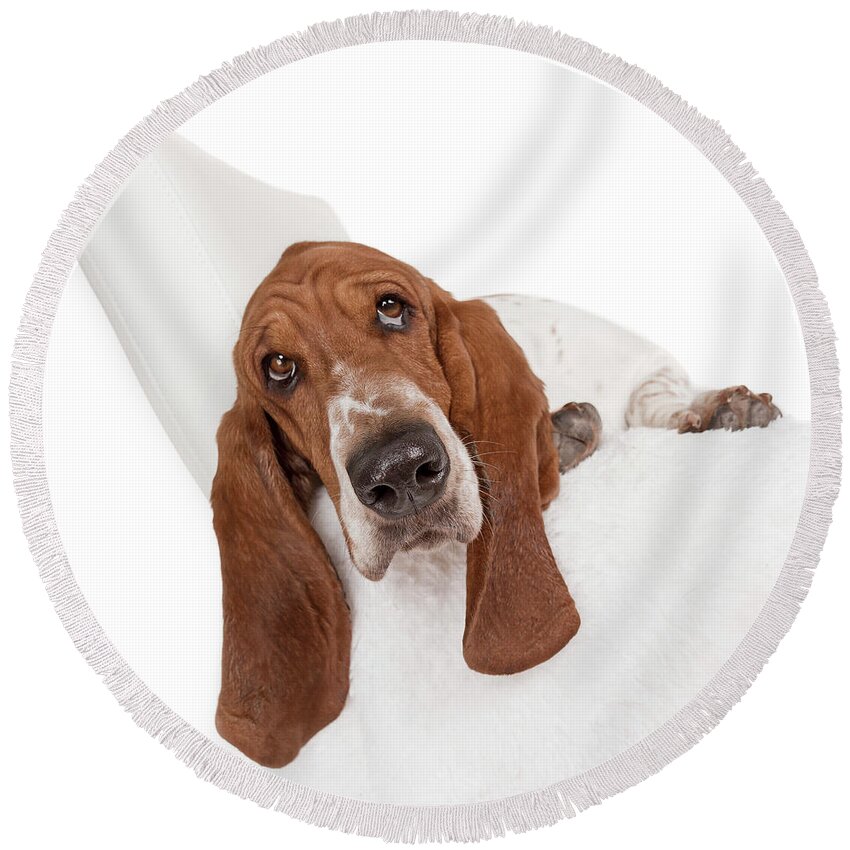 Dog Round Beach Towel featuring the photograph Basset Joy by Renee Spade Photography